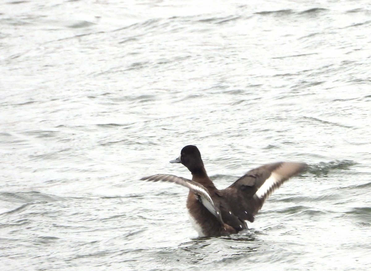 Lesser Scaup - ML646315084