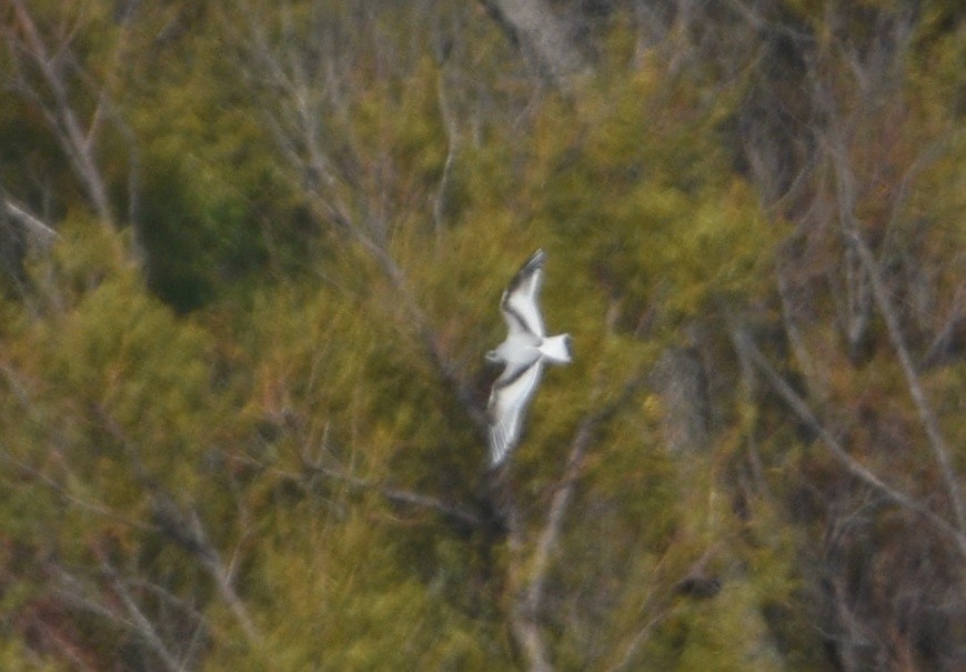 Gabbianello - ML646315086