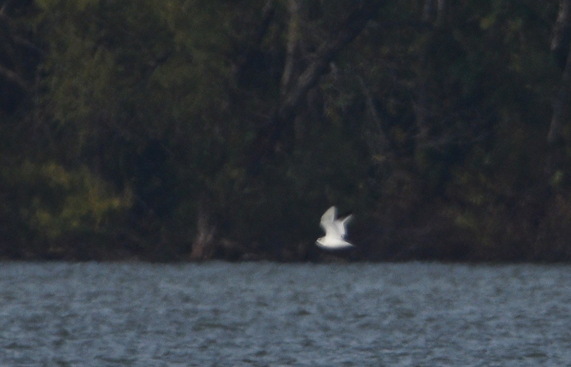 Gabbianello - ML646315087