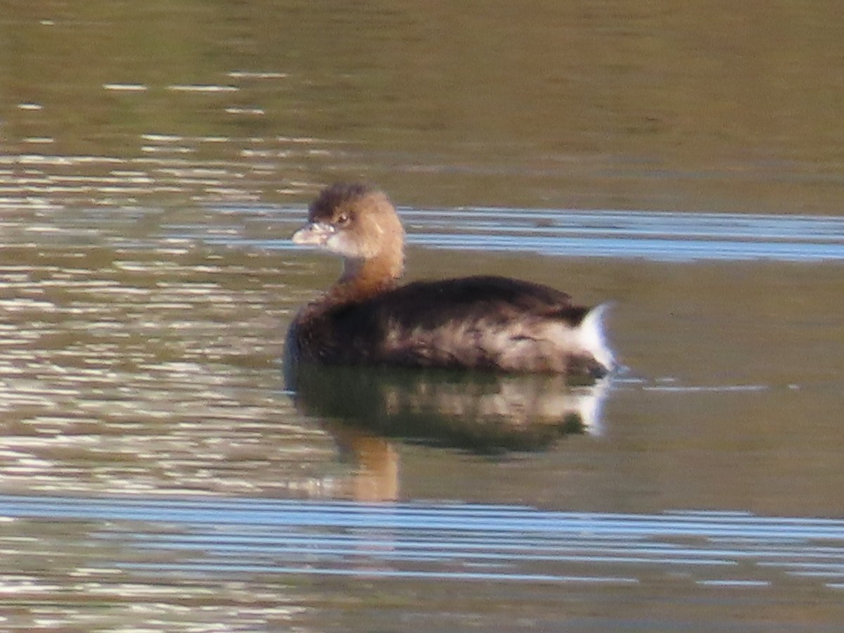 Pied-billed Grebe - ML646315099