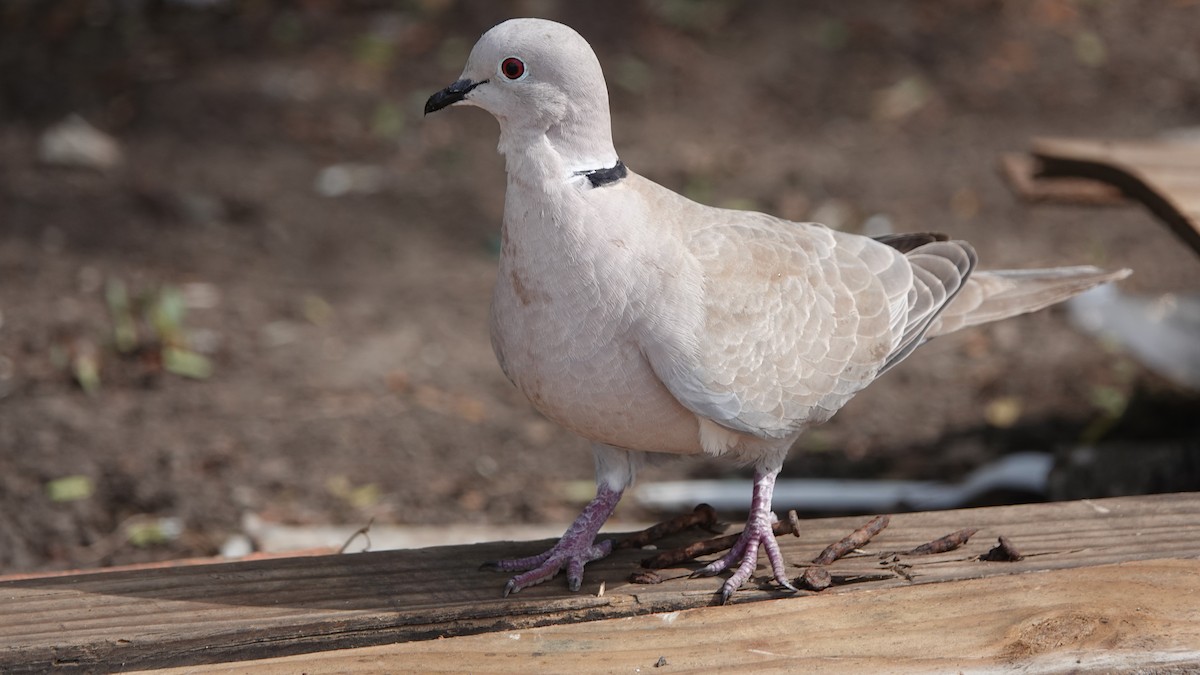 Tourterelle turque - ML646315100