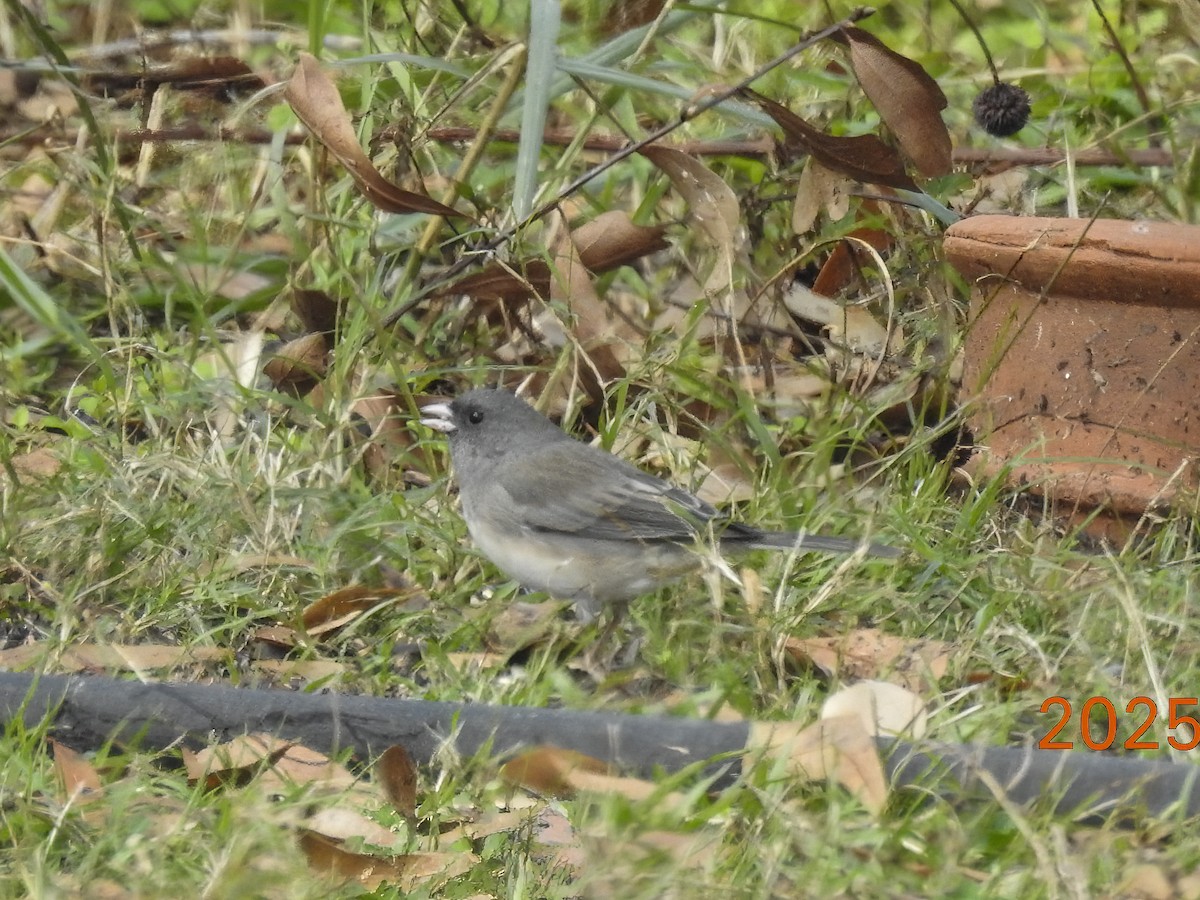 Dark-eyed Junco - ML646315107