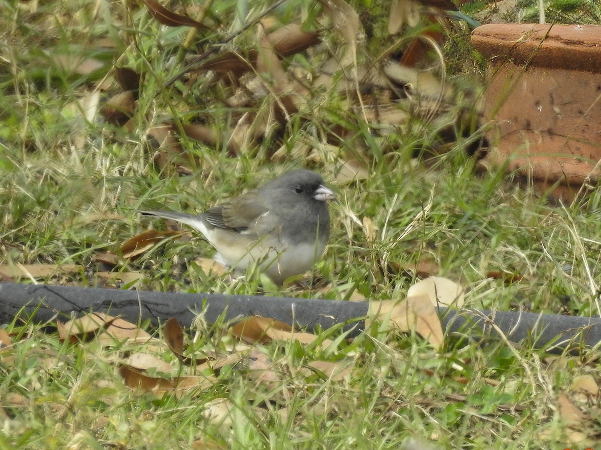 Dark-eyed Junco - ML646315108