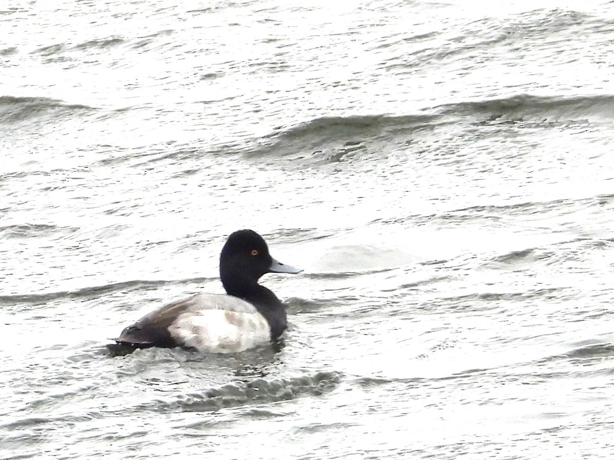 Lesser Scaup - ML646315109