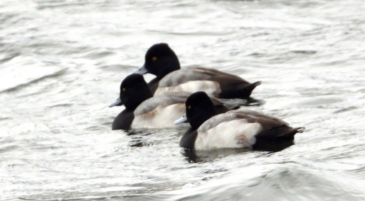 Lesser Scaup - ML646315110