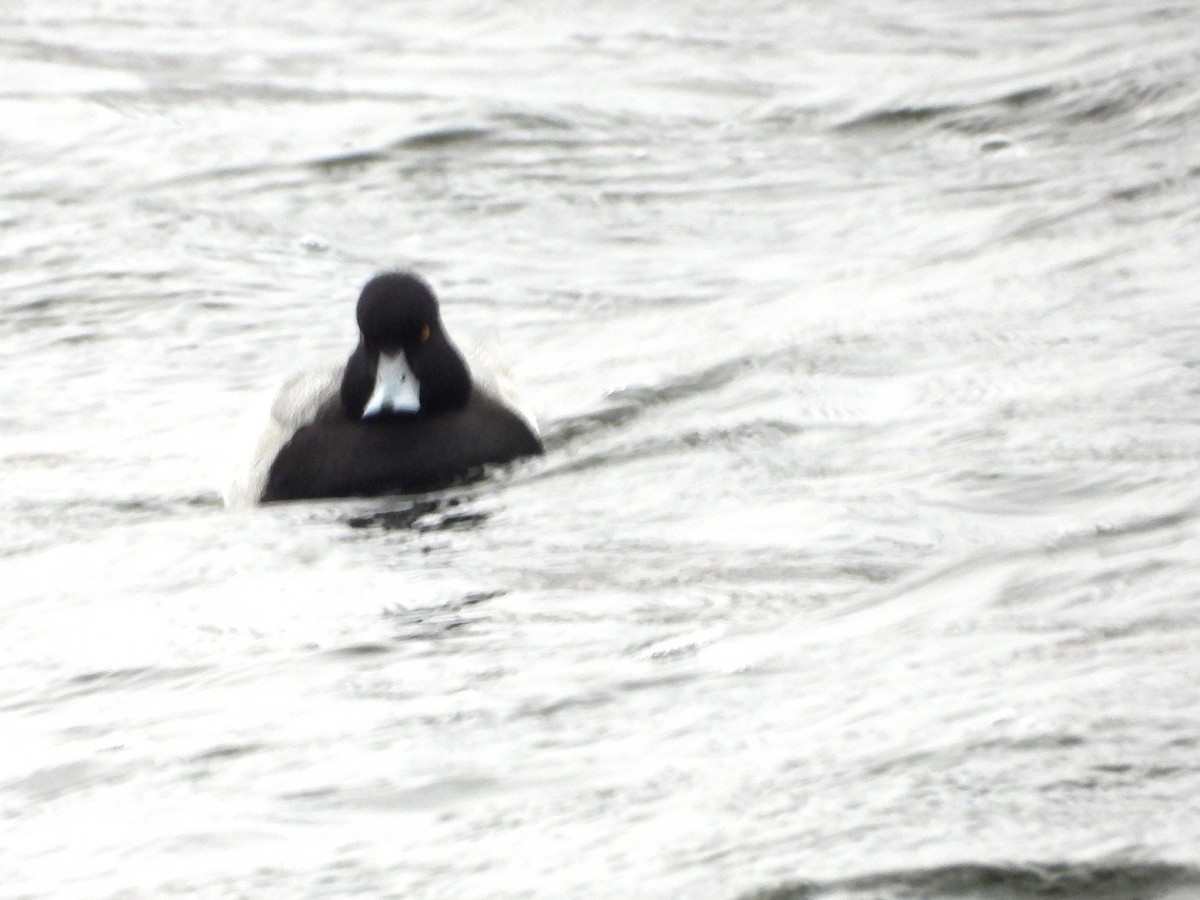 Lesser Scaup - ML646315111