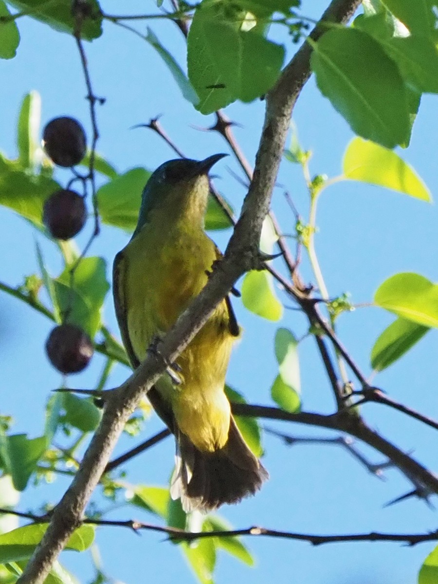 Kolyeli Nektarkuşu - ML646315116