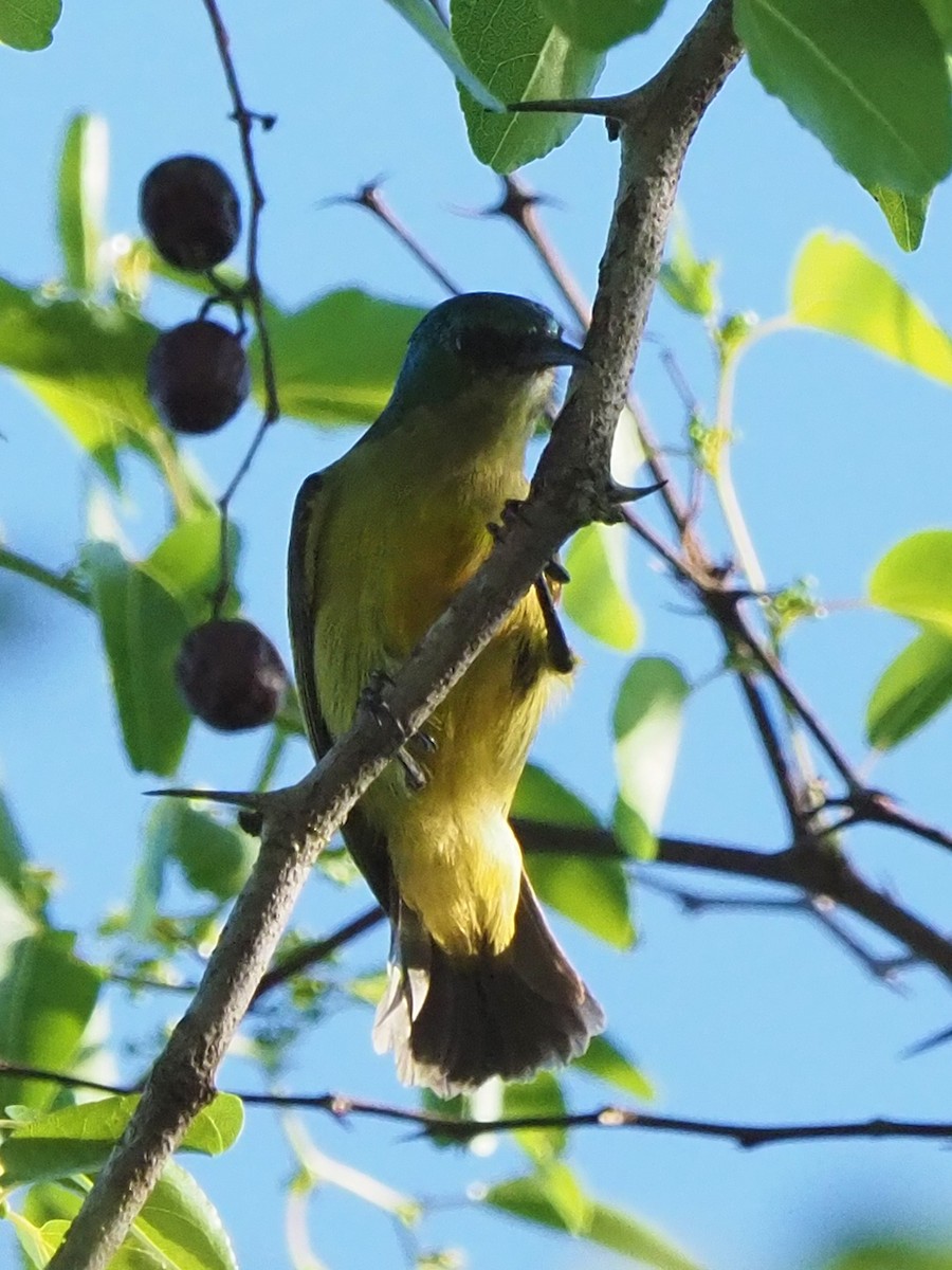 Kolyeli Nektarkuşu - ML646315117