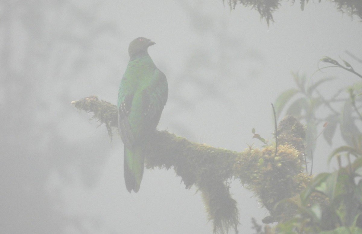 Crested Quetzal - ML646315122