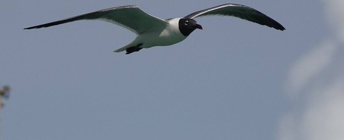Laughing Gull - ML646315126