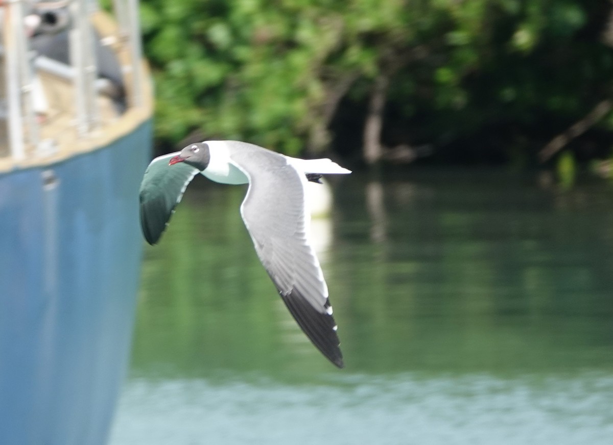 Laughing Gull - ML646315127