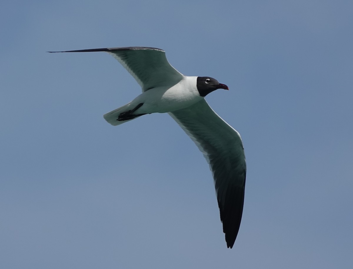 Laughing Gull - ML646315128