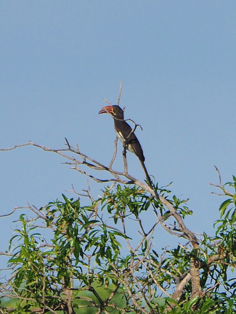 Crowned Hornbill - ML646315130