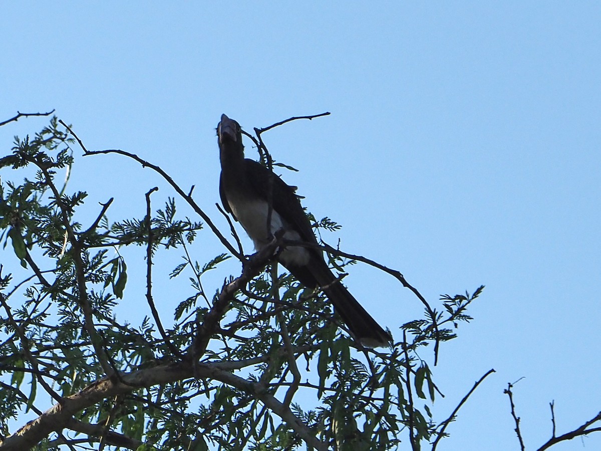 Crowned Hornbill - ML646315131