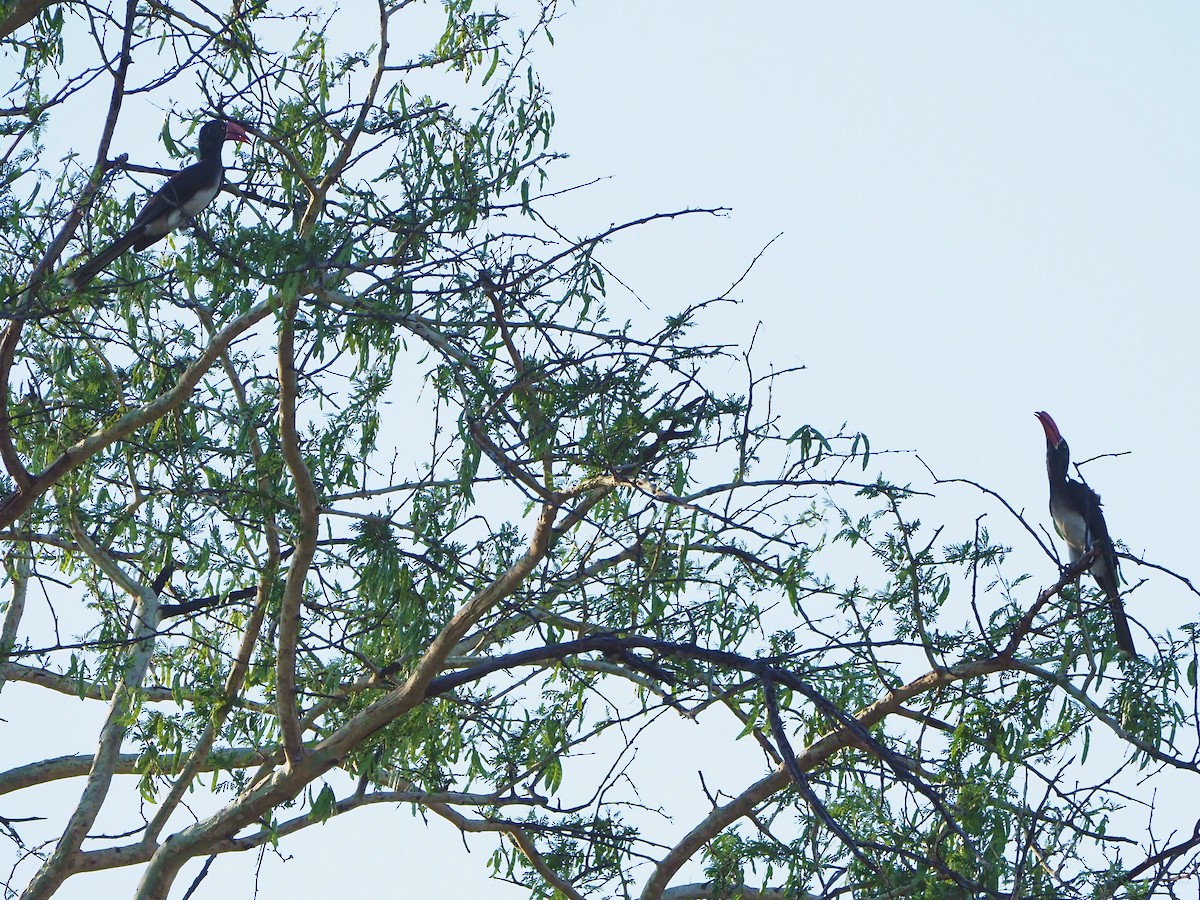 Crowned Hornbill - ML646315132
