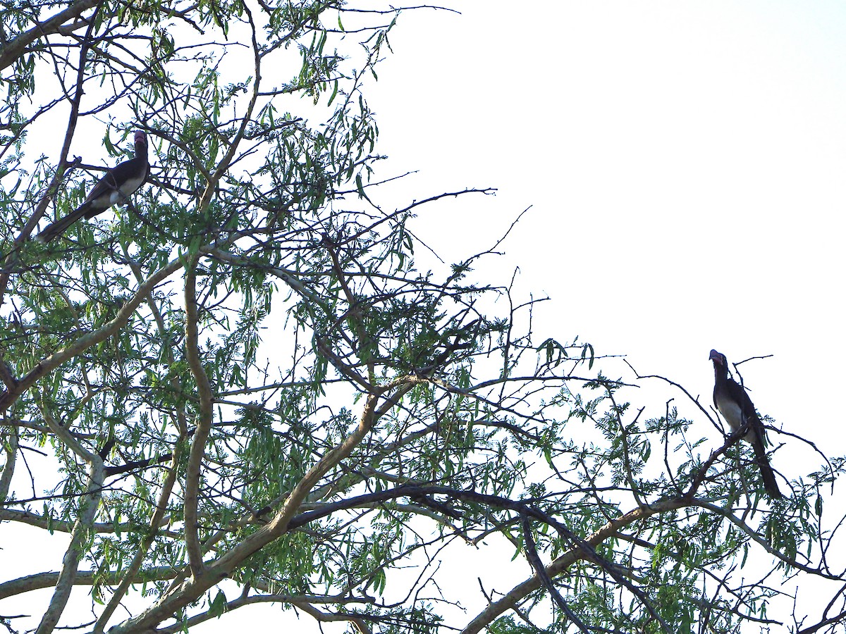 Crowned Hornbill - ML646315133