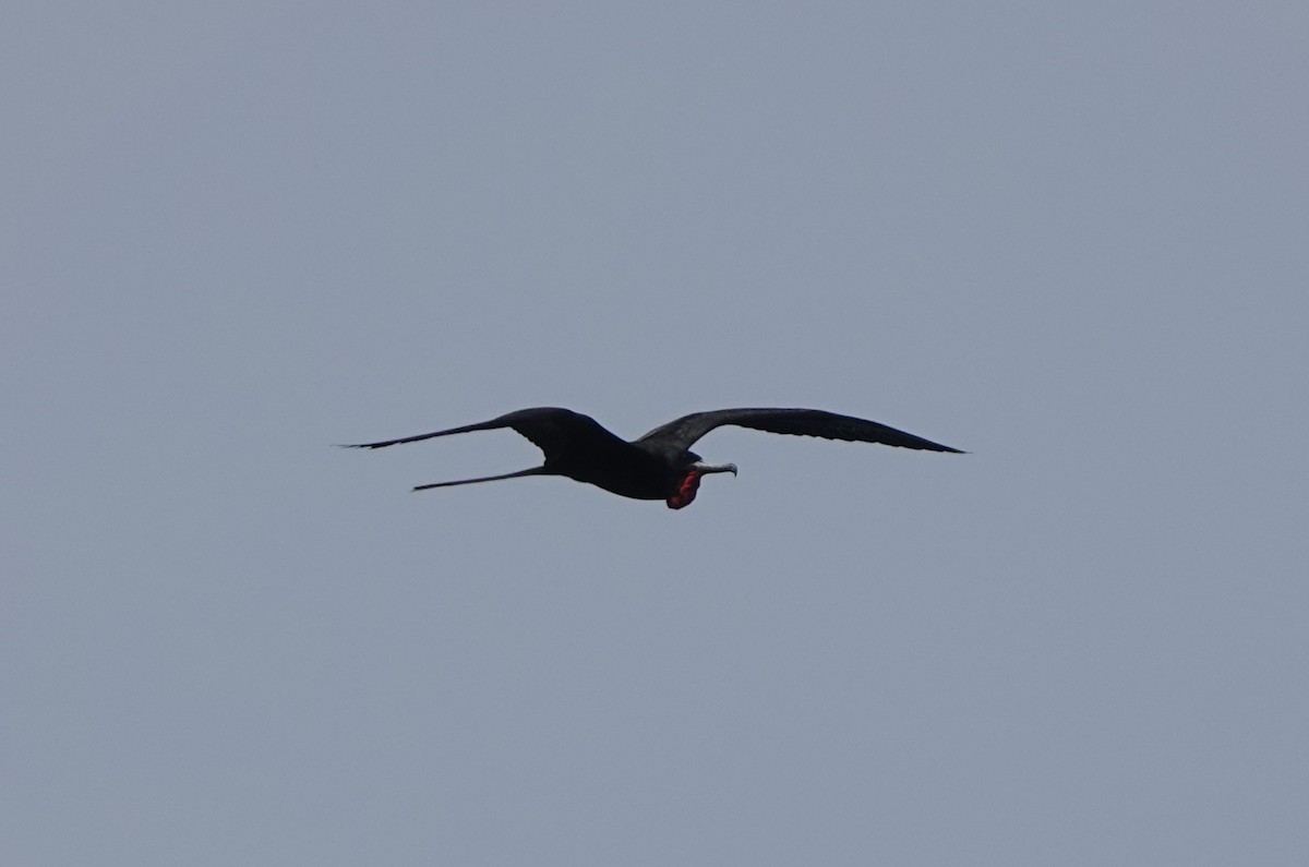 Magnificent Frigatebird - ML646315134