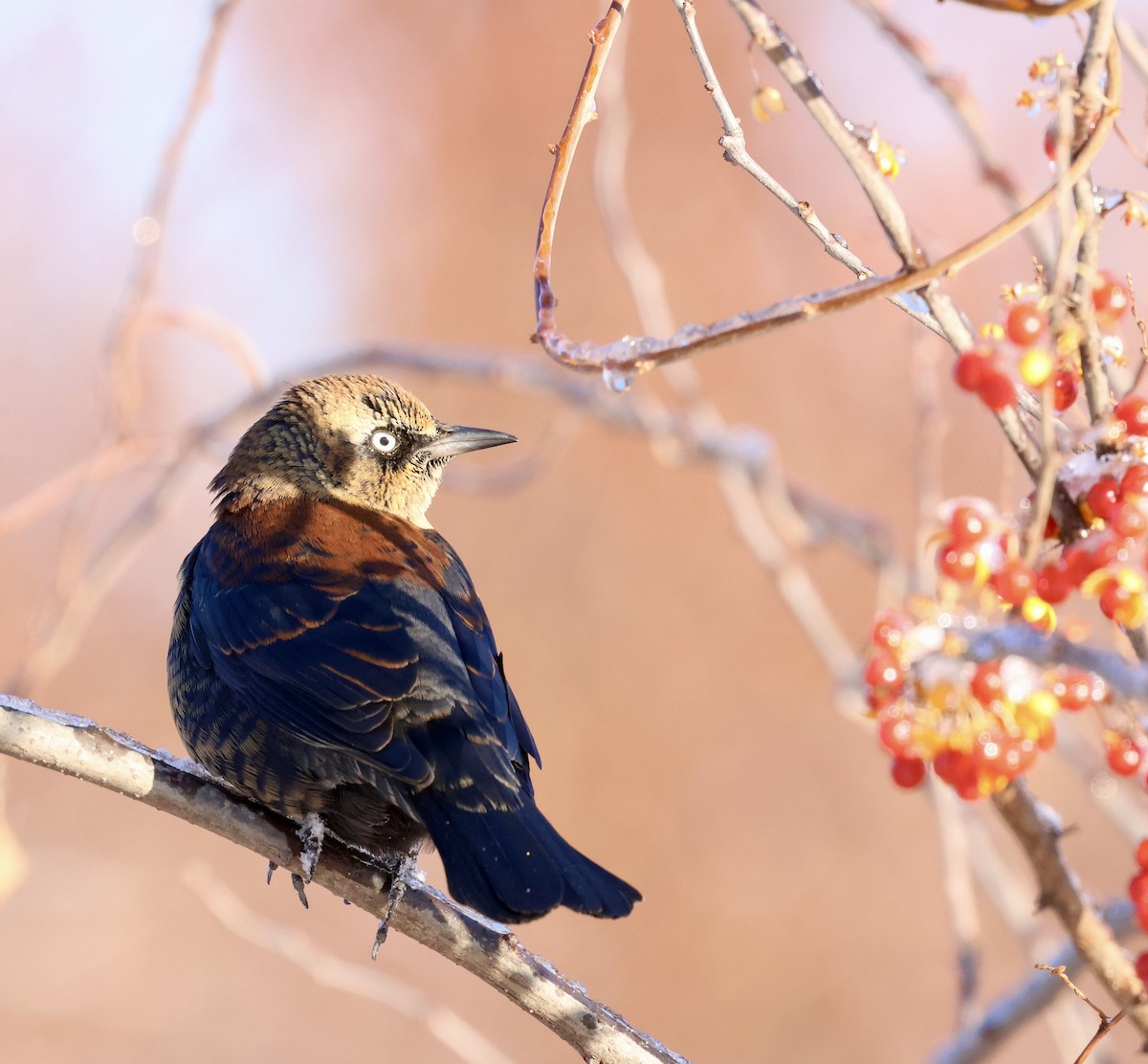 Rusty Blackbird - ML646315135