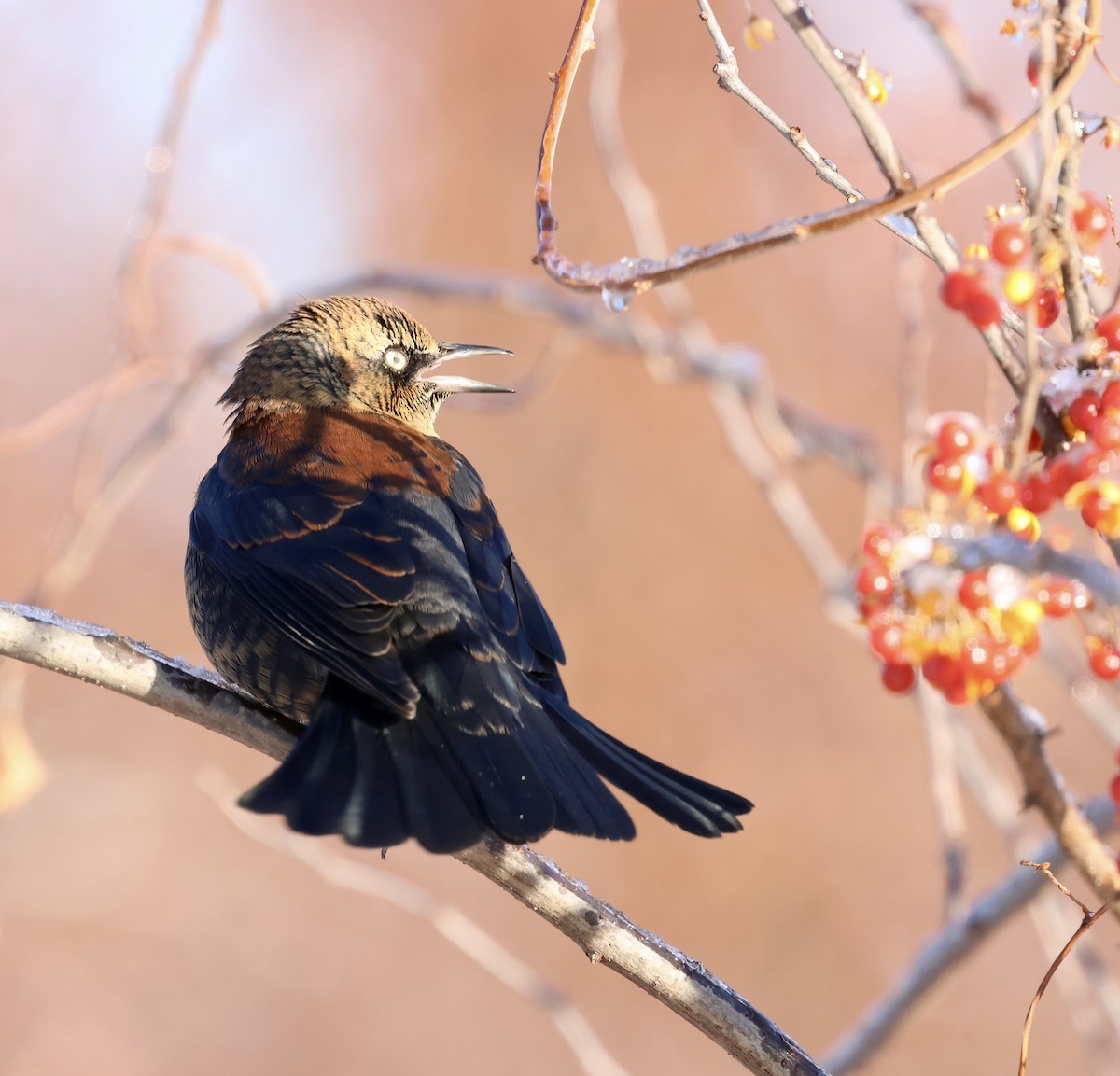 Rusty Blackbird - ML646315136