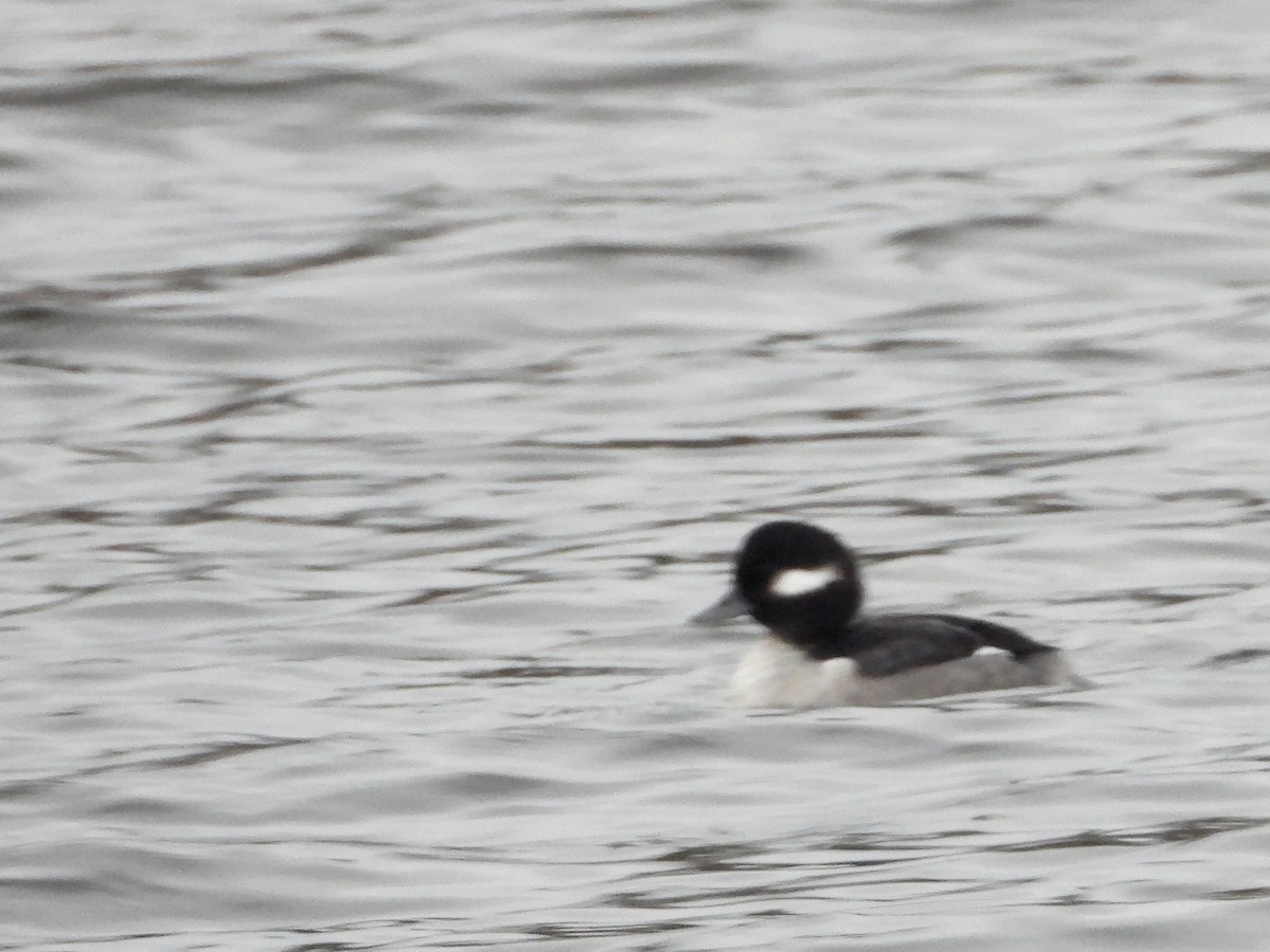 Bufflehead - ML646315137