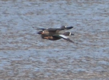 Blue-winged Teal - ML646315139