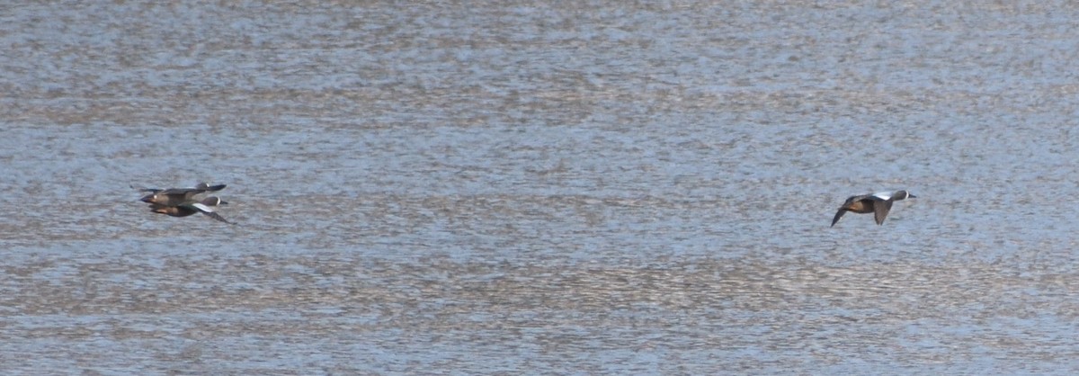 Blue-winged Teal - ML646315140