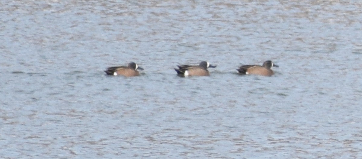 Blue-winged Teal - ML646315141