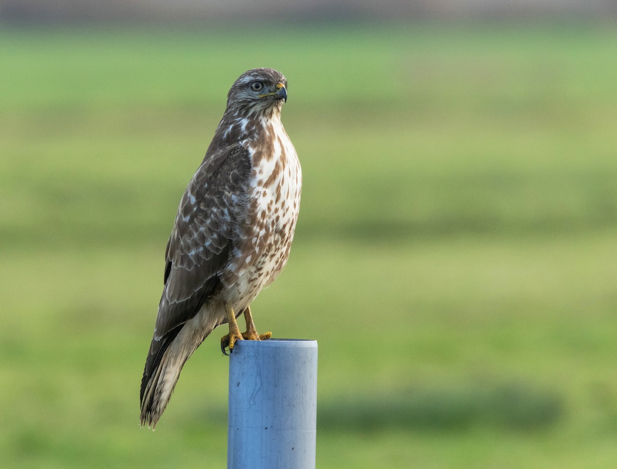 Common Buzzard - ML646315142