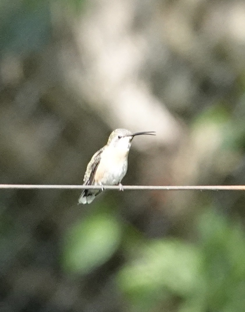 Purple-collared Woodstar - ML646315148