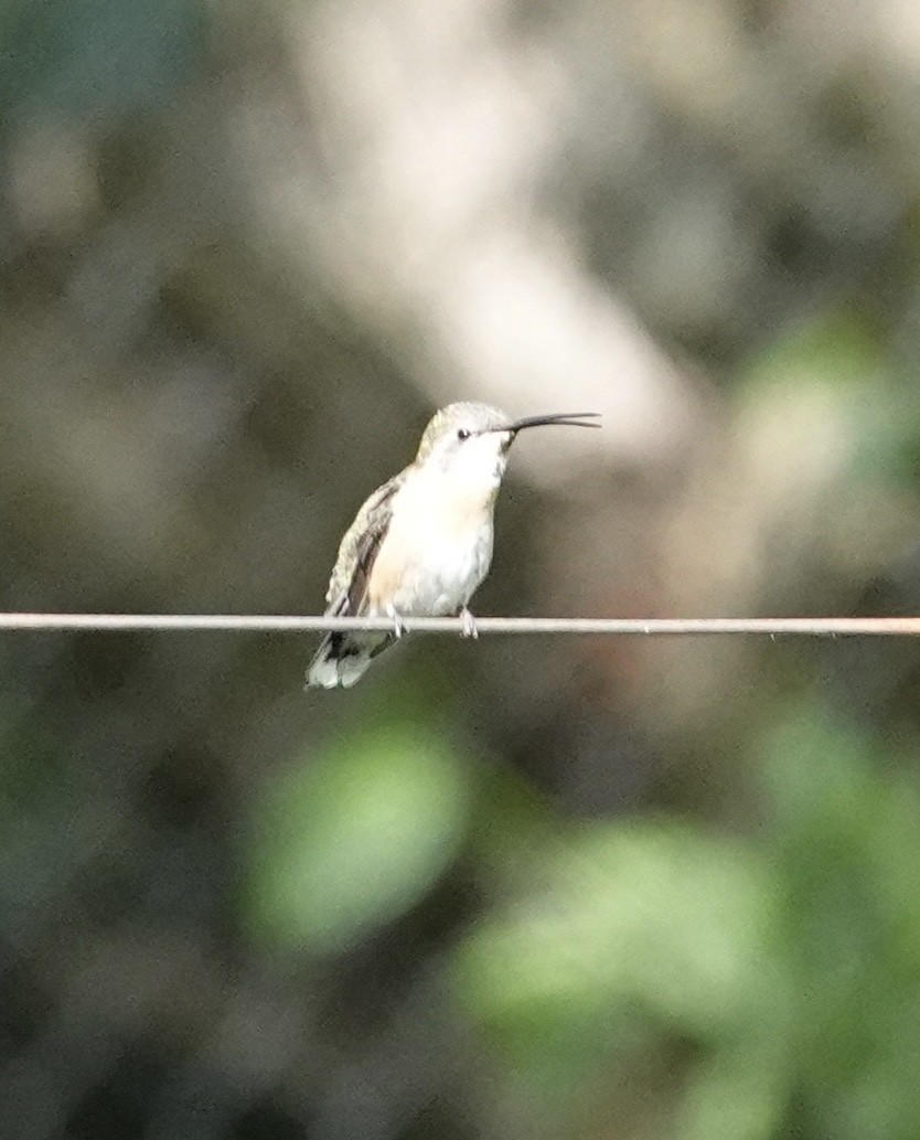 Purple-collared Woodstar - ML646315149