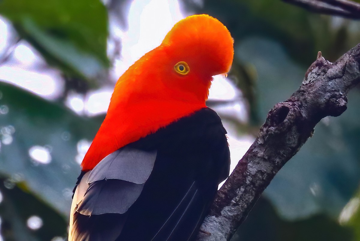 Andean Cock-of-the-rock - ML646315150