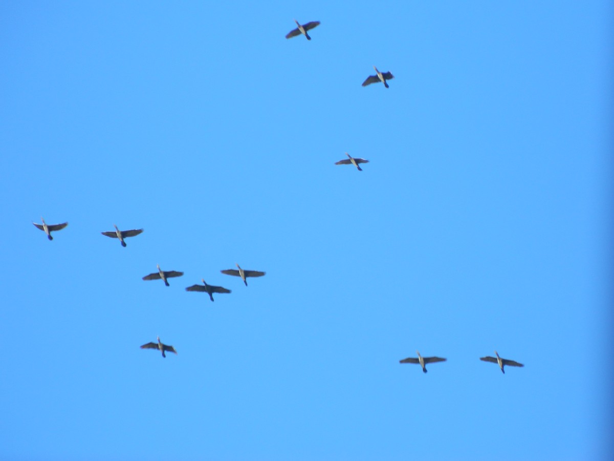 kormorán velký - ML646315152