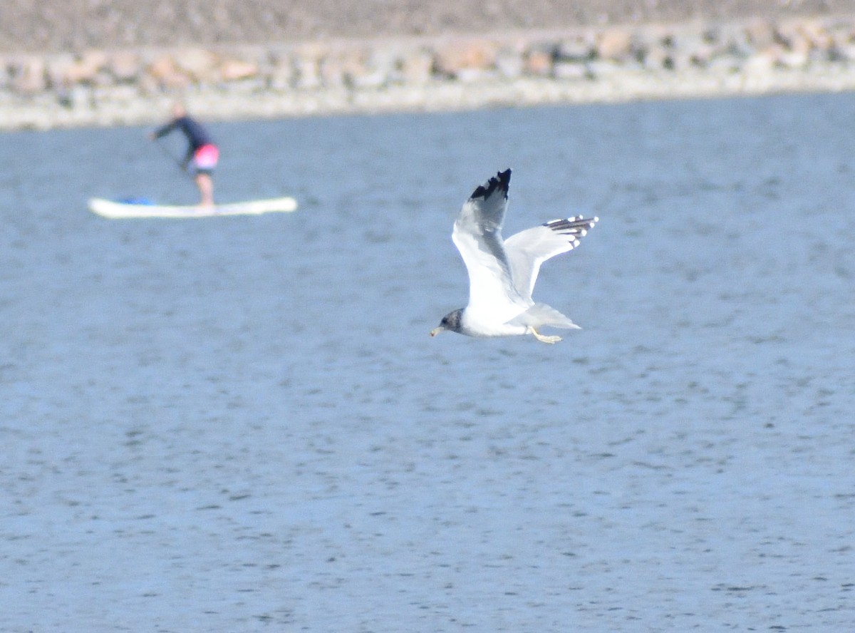 California Gull - ML646315155