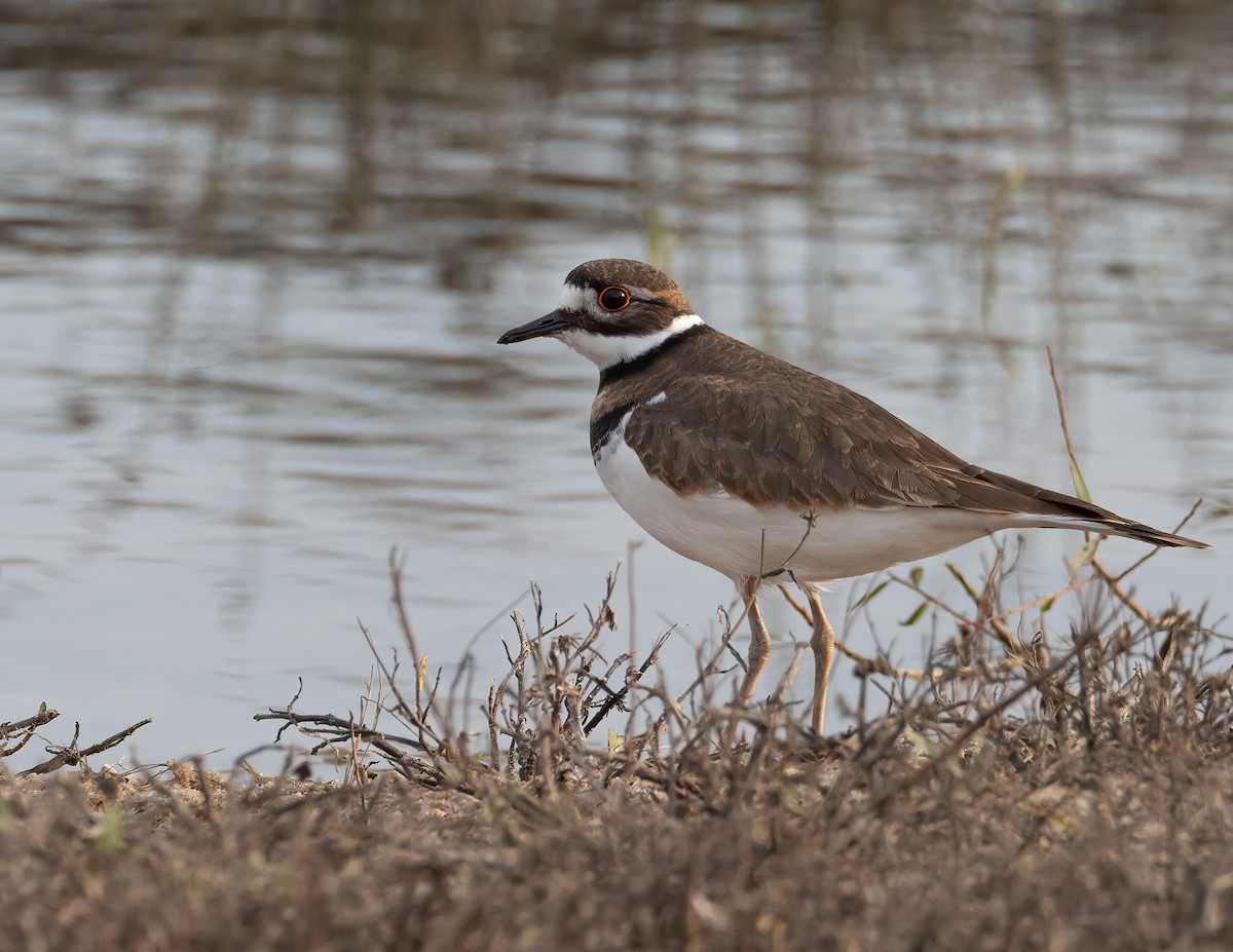 Killdeer - ML646315157