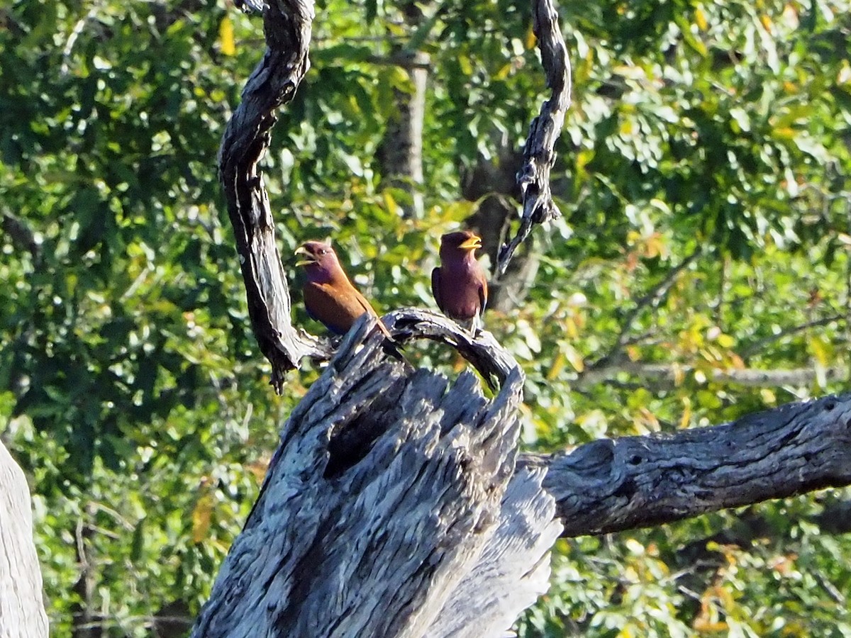 Broad-billed Roller - ML646315159