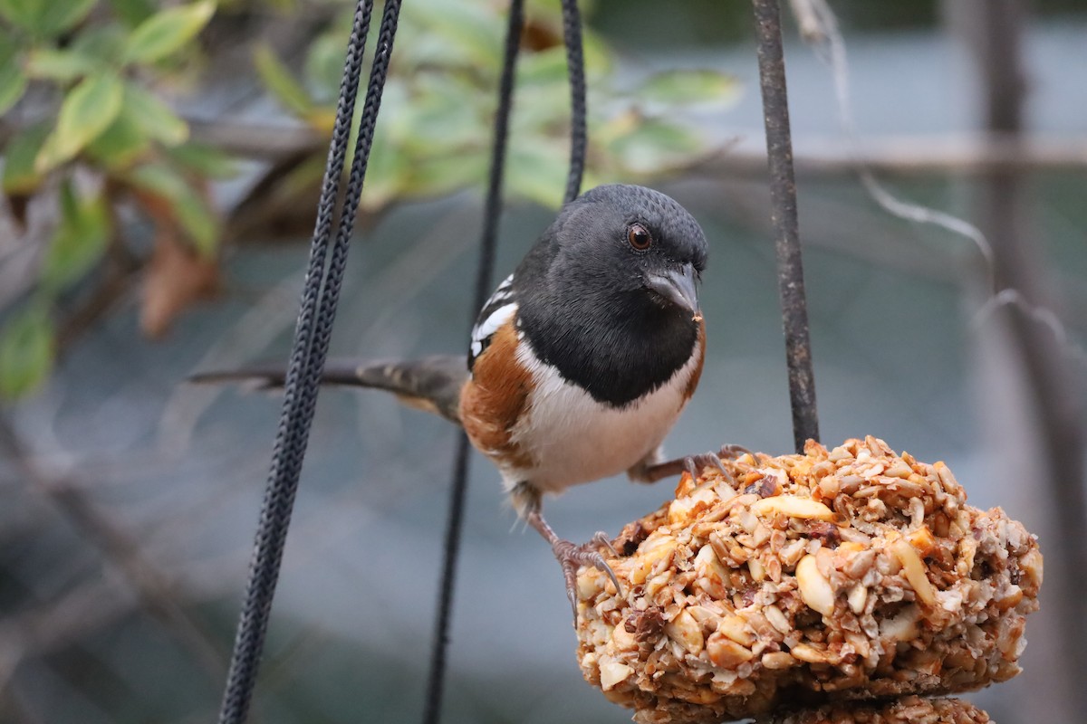 Spotted Towhee - ML646315160