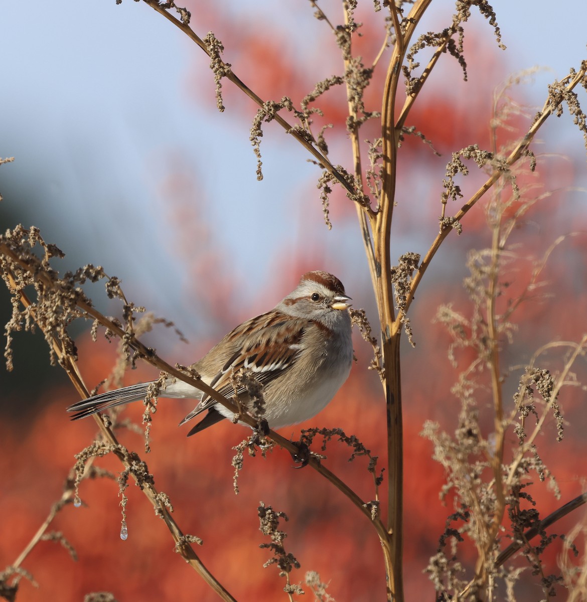 American Tree Sparrow - ML646315167
