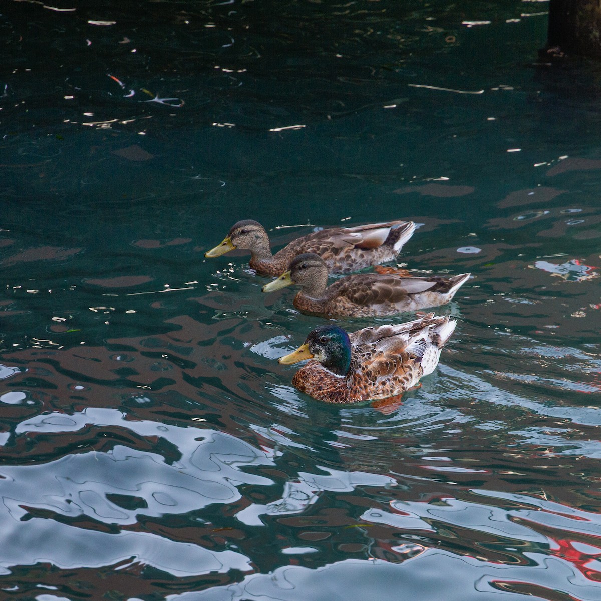 Mallard - ML646315169