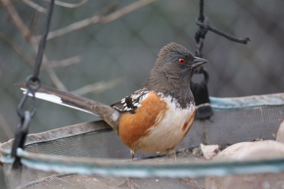 Spotted Towhee - ML646315170