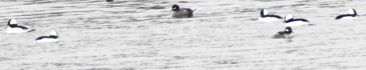 Bufflehead - ML646315171