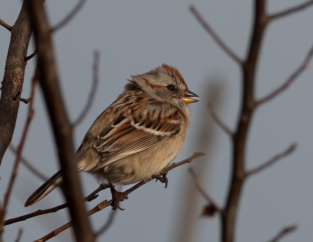 American Tree Sparrow - ML646315175