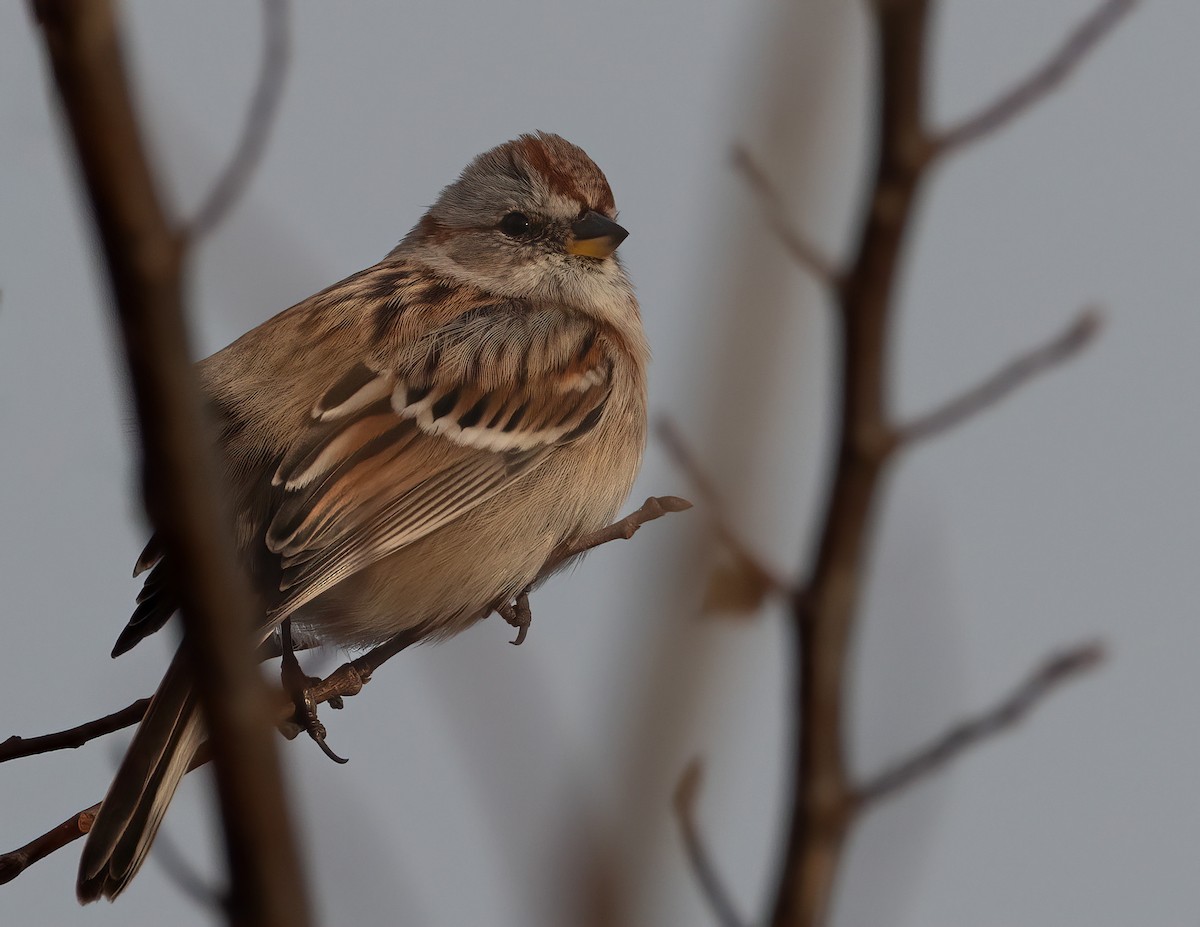 American Tree Sparrow - ML646315176