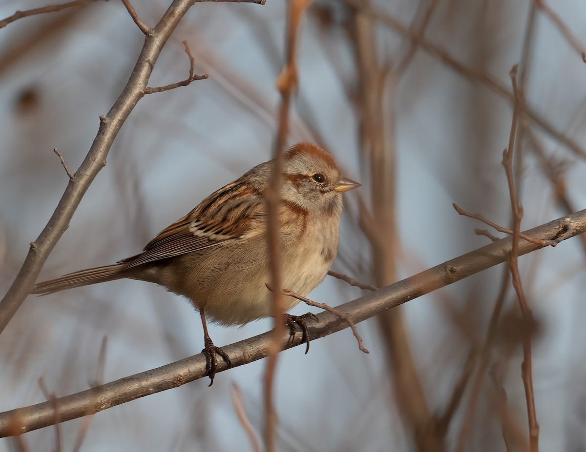 American Tree Sparrow - ML646315177