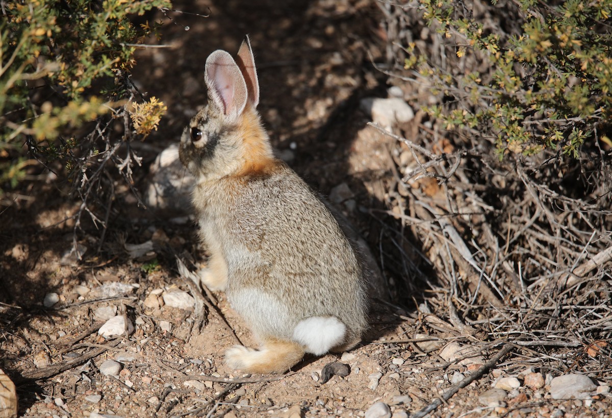 Desert Cottontail - ML646315183