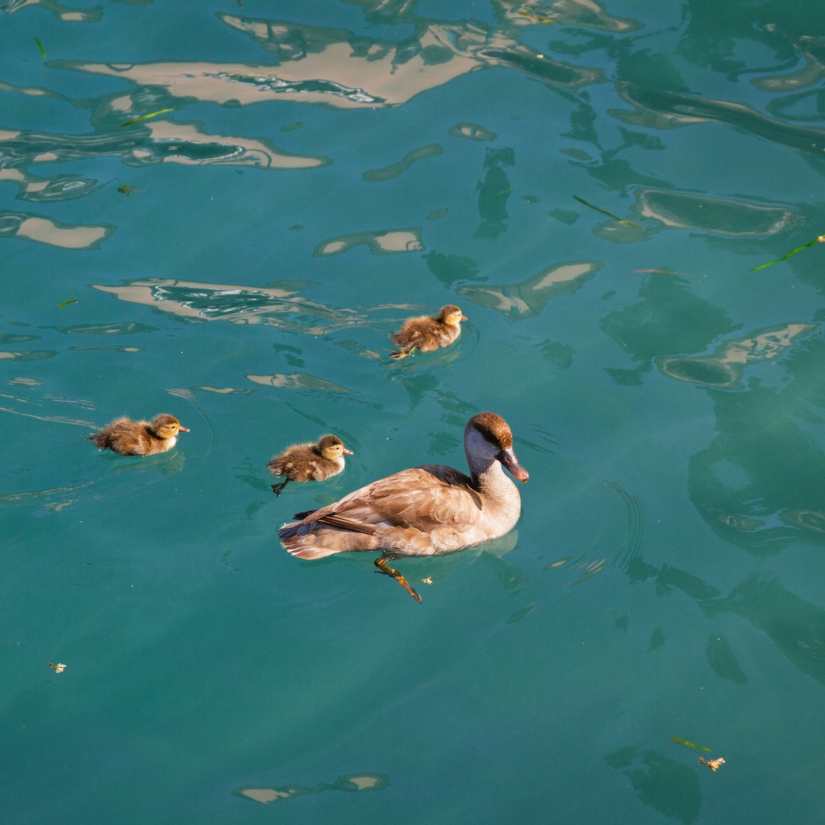 Red-crested Pochard - ML646315186