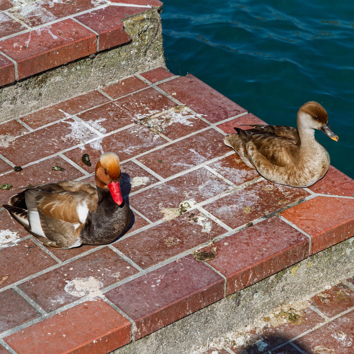 Red-crested Pochard - ML646315187