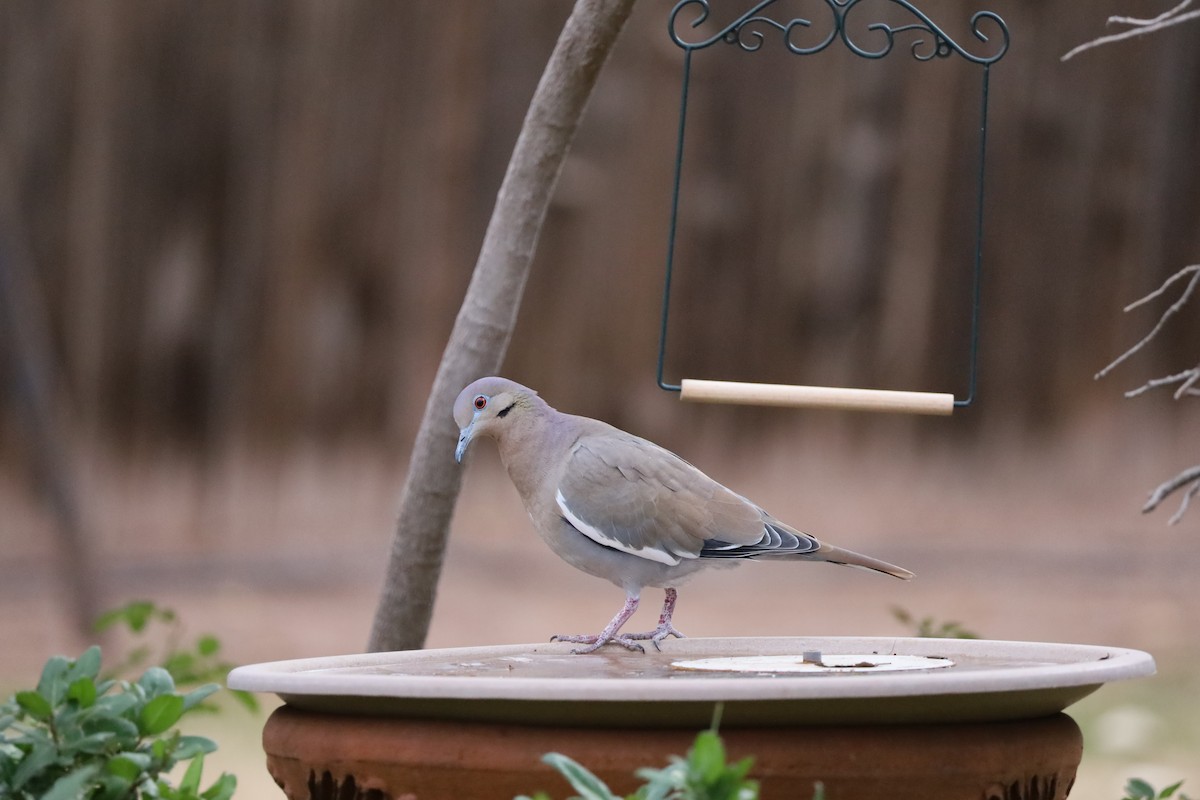 White-winged Dove - ML646315188