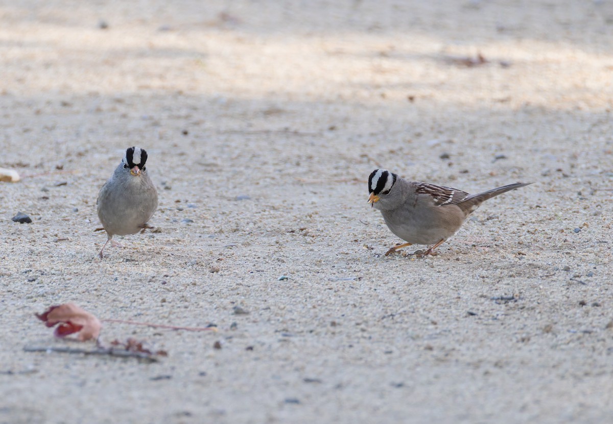 White-crowned Sparrow - ML646315190