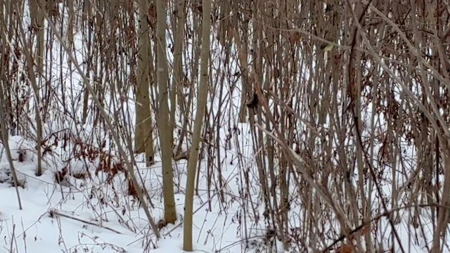 Orange-crowned Warbler - ML646315195
