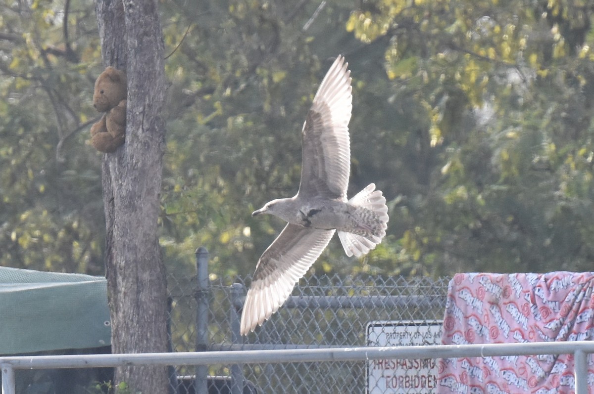 Larus sp. - ML646315196